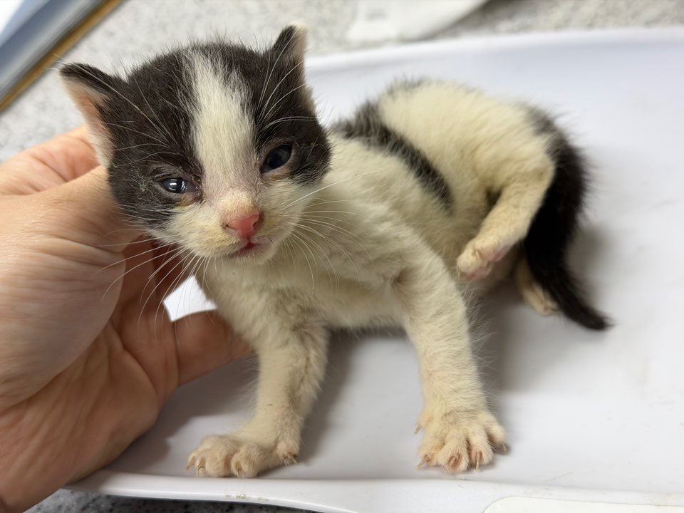 광주동물보호센터_429363202500882